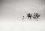 träd och snö