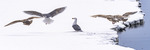 Svalbard birdlife