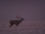 Brölande hjorten i dimman