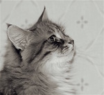 Truls