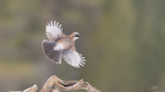N&ouml;tskrika / Eurasian Jay