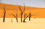 Döda träd i Namiböknen