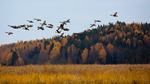 Gässen flyttar