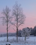 Frosty trees