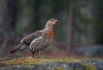 Skogens drottning