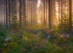 En morgontur i skogen