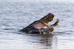 Aligator in Myakka River, FL