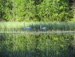 A Whooper Swan family