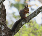 M&ouml;tet mellan den store och den lille