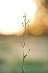 Frukost blomma