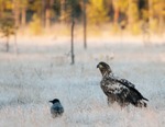 Havsörn en  frostig morgon