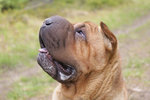 Shar Pei