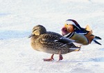 Mandarin-anden på vinterpromenad i Mälaren