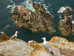 Galicia Seagulls