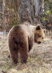 Nyfiken björn