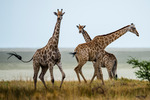 Giraffernas dans