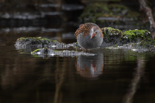 Vatteball p&aring; jakt