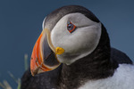 Atlantic Puffin (Lunnefågel)