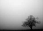 Just another foggy image of the old oak