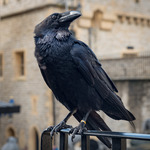 Korpen på Tower of London