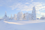 Vinter i Västerbottens inland