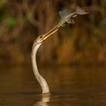 Fiskande ormhalsfågel