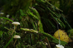 Climbing Mushrooms