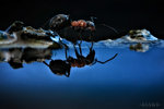 Night ant