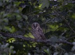 LONG-EARED OWL