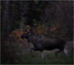 M&ouml;te med arvtagaren