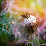 In the universe of a dandelion