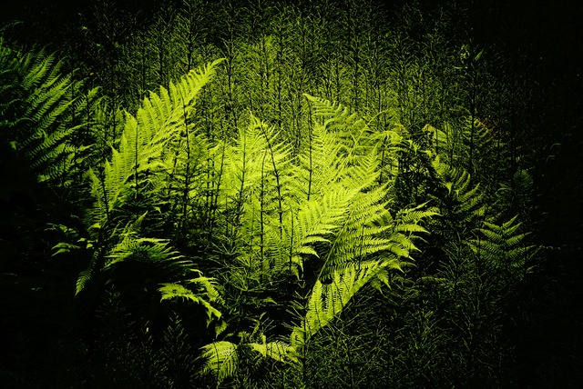 Gr&ouml;nt &auml;r sk&ouml;nt