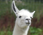 LAMA