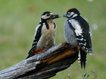 Mor & Son Woodpecker