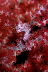 pygme seahorse