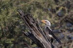 SOUTHERN RED-BILLED HORNBILL