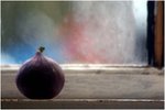 fig in window