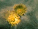 Tussilago