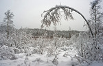 Snötung Björk