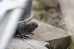 Naturen runt knuten