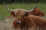 Highland cattle