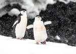 Hakremspingviner i snöyra