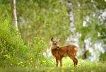 Sweet baby deer