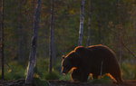 En luffsande Björn i skogen