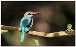 Woodland kingfisher