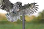 Great grey owl