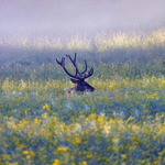 Kronhjort i raps&aring;kern