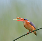 Malachite Kingfisher