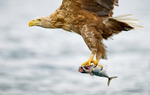 Eagle with mackerel