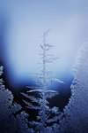Frostgran
